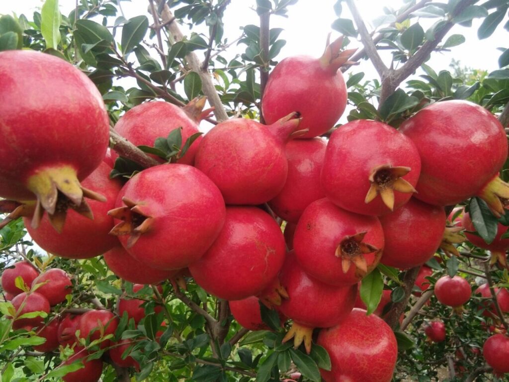 Benefits of Pomegranates